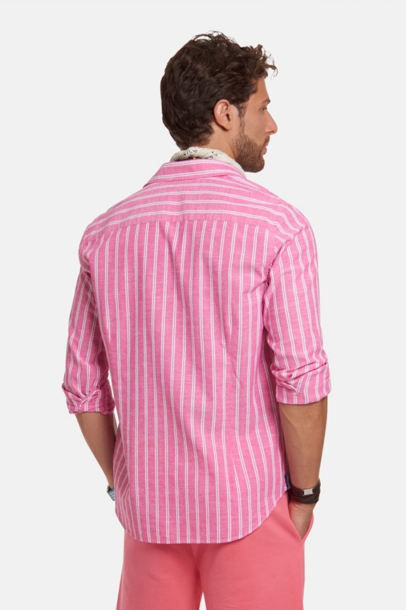 Pink / White La Martina Regular-fit 100% Cotton Men Shirts USA | UVJ-1628